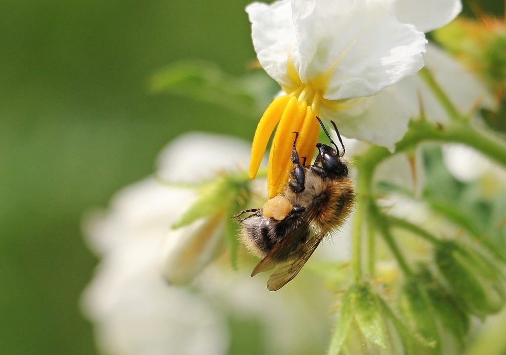 Cultiver des plantes aromatiques en pleine terre