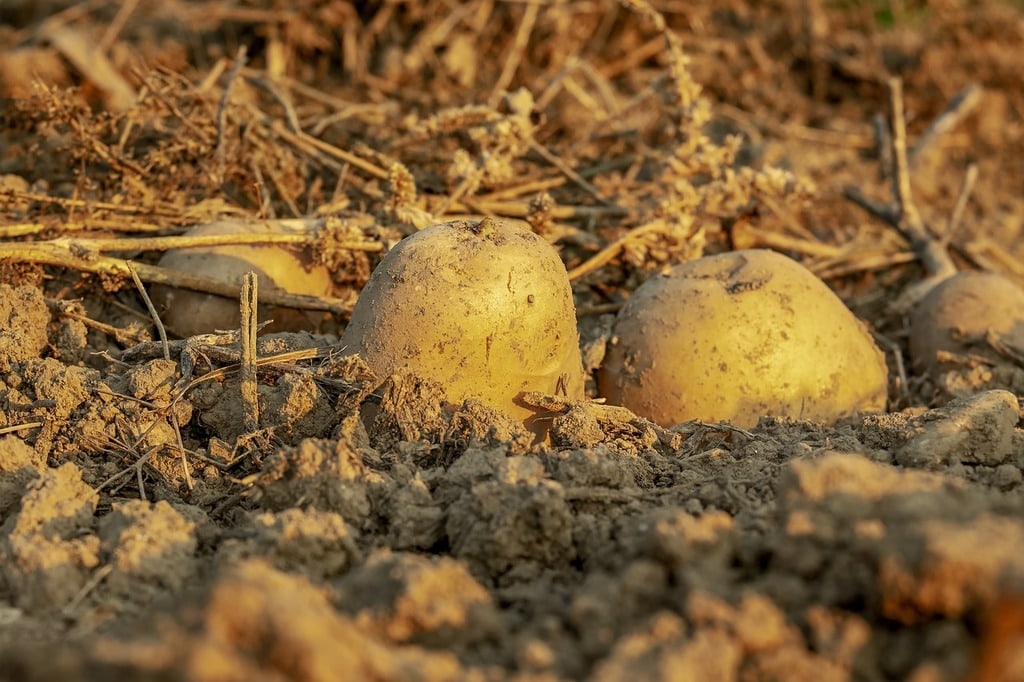 Entretenir un potager pour des récoltes abondantes