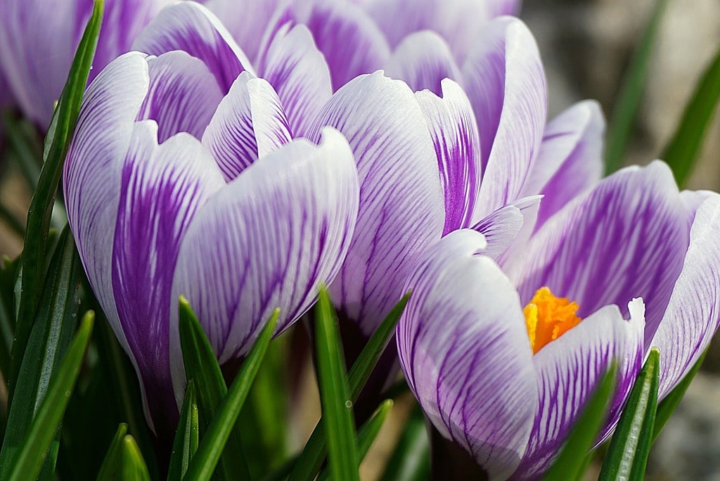 Planter des fleurs adaptées à chaque saison